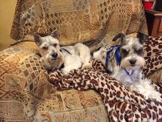 Couch potatoes Lewis and Lincoln At Bev s house.