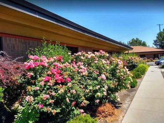 End of summer flowers at ASMH in Boise.