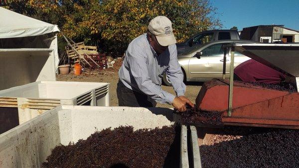 Crushing Grapes at Harvest