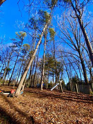 Leaning tree removal