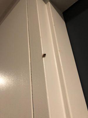 Roach on door frame outside 1