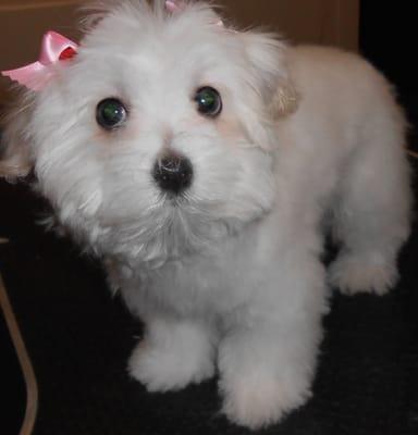 This little princess came to us for her first groom ever. We kept her puppy fur and gave her a whitening bath and a trim.