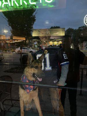 Dog in bar, chillin.