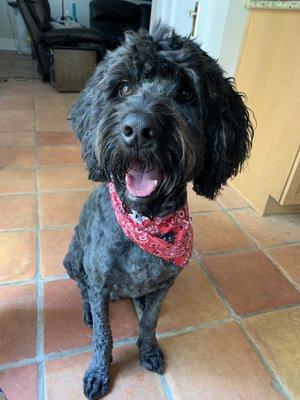 AngusAussieDoodle with a fresh new summer doo. He knows he is handsome ‍‍