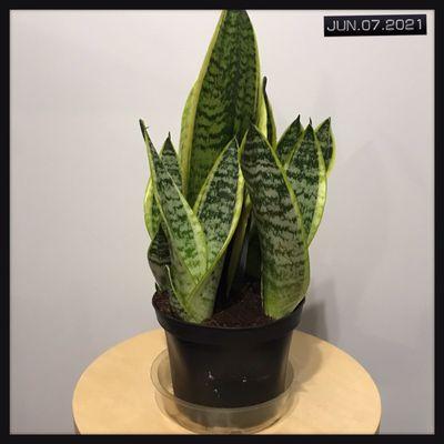 Snake plant ($20 in 6 inch pot)