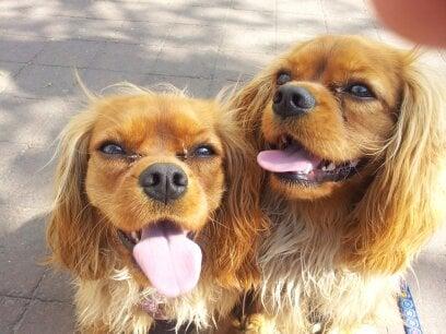 Twins Ruby and Winston enjoy a Bow Wow Boy walk!