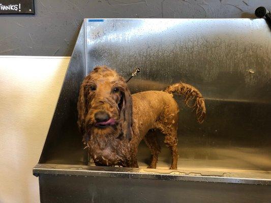 Licking wet dog