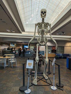 Skeleton right In front of the reception during the Halloween time