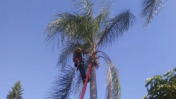 Beautifying a palm tree in Clearwater Beach