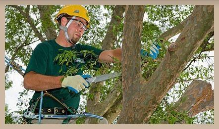 Lightning Tree Services