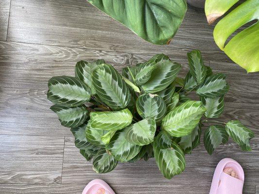 Calathea