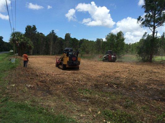 Forestry Mulching of Brazilian Pepper, Trees & Brush.  2 acres of Melaleuca mulched in Sarasota