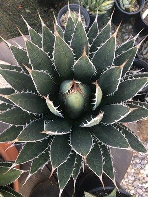 Rancho Soledad Nurseries