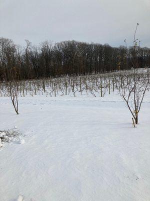 Winter with the vines