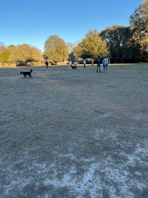 Open Parks, fun dogs