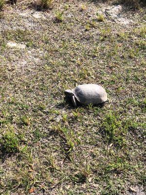 Turtle along the path