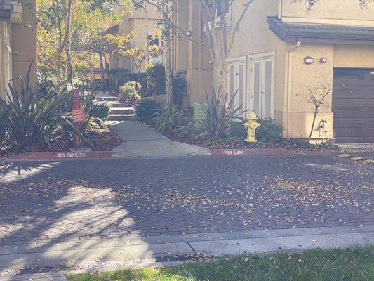 Leaves blown onto the street. LOL Aren't these supposed to be picked up? Or at least blown to the side so it's not in the way?