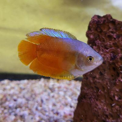 Red Flame Dwarf Gourami