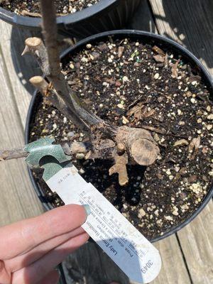 Bare root roses that never broke dormancy in perfect growing conditions.