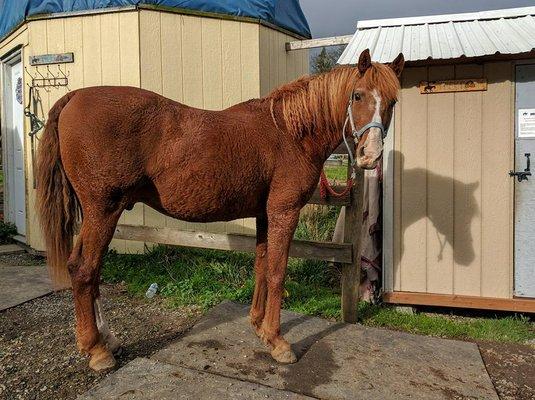 Outdoor grooming areas are fantastic on sunny days!