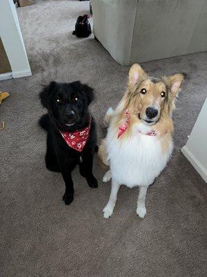 My boys after a nail trim and haircut