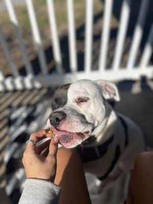 Outside bar with burger for my dog