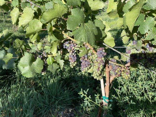 The Pinot Noir going through Veraison. They are starting to ripen.