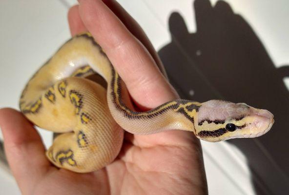 Ball Python