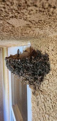 Bird nest removal