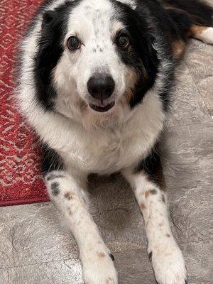 Laycee border collie/Aussie after grooming