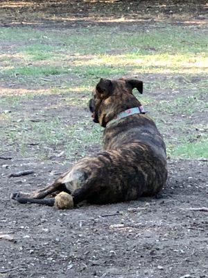 On squirrel patrol