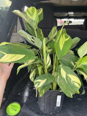 A Calathea Lubbersiana I picked up here, needs some TLC as you can see. Nothing that can't be rehabbed.