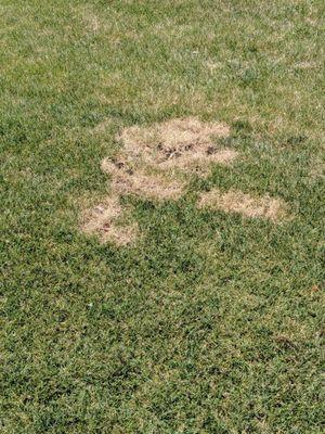 Damaged/dead grass left in my neighbors front yard due to the crew digging to find property stake.