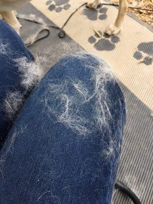 This is the hair after I started brushing my dog when we came home