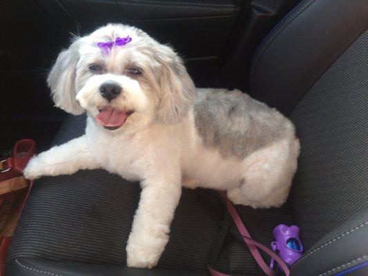 Lola was happy to show off her pretty new haircut on the way home!