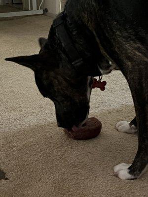 Puppy dog 2 with his bagel.