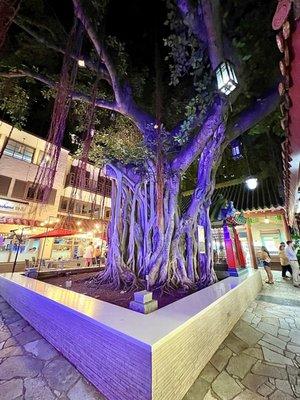 Banyan tree in the middle of the shopping plaza.