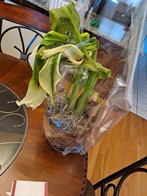 Frozen Plant left outside in 18 degree weather with no notification it was delivered.