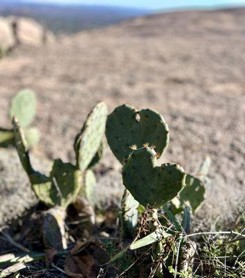 Enchanted Rock State Natural Area