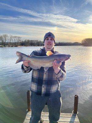 Channel catfish