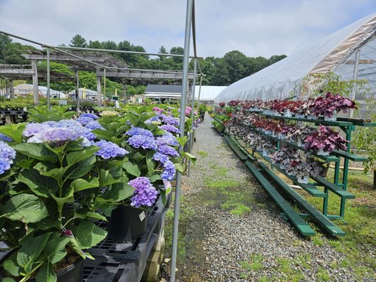 Hydrangeas, etc...