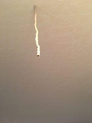 Termite Tube