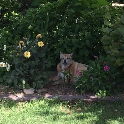 Dingo, a Carolina Dog, is one of our happy stories.  Abandoned and sick, we were able to get him healthy give him the life he deserves.