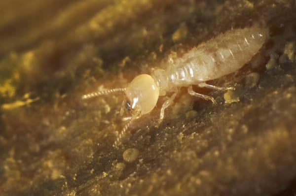 Termite Control Tucson