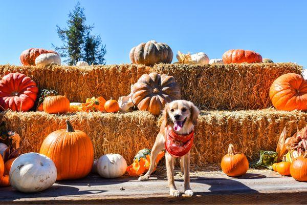 Pumpkin patch pictures