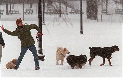 Tossing snowballs on Boston Common [February 1999]