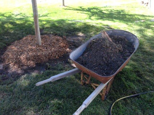 Removed 3.5 cu.ft. of dirt from around the tree area outside of the root ball and spade line.