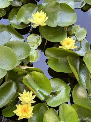 Water features add a beautiful and peaceful space in your garden.