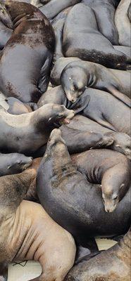 Every seal for themselves!