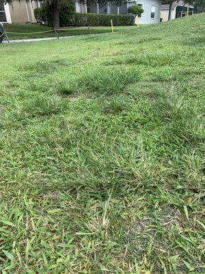 overgrown weeds throughout fairways.